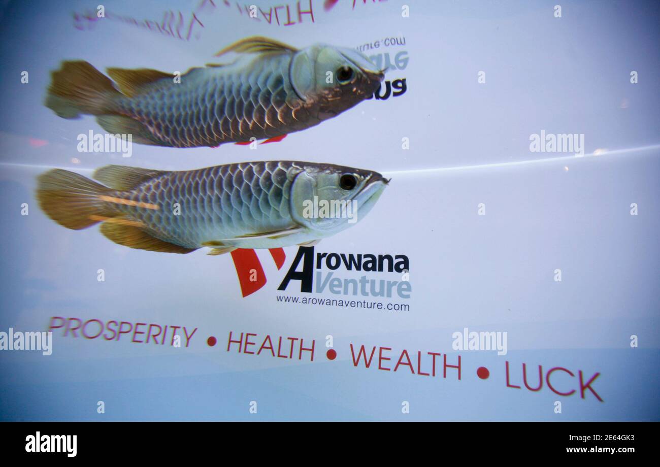 An Arowana Swims In Its Display Tank At Arowana Venture Berhad In Kuala Lumpur March 5 2012 Prized Across Asia For Warding Off Evil The Mustachioed Arowana Also Known As Dragon Fish