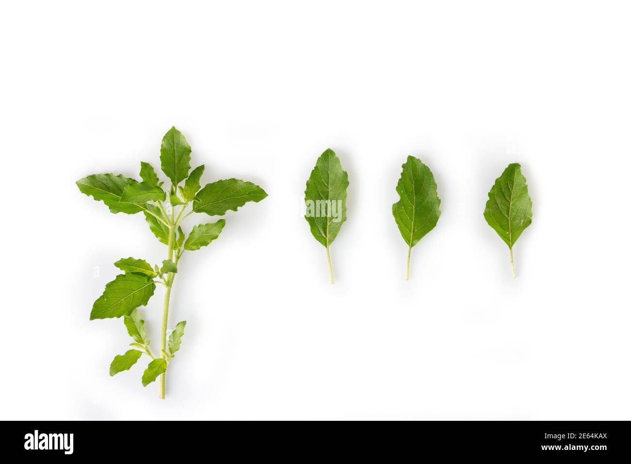 Natural holy basil leaves for spicy food, Isolated on white Stock Photo