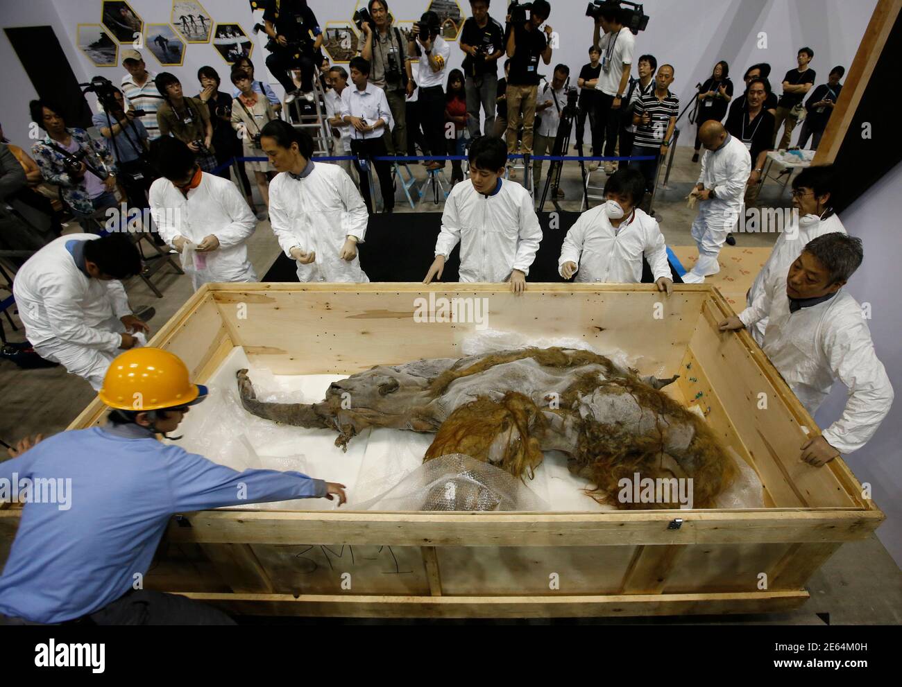 A 39,000-year-old female Woolly mammoth, which was found frozen in Siberia,  Russia is seen upon its arrival at an exhibition hall in Yokohama, south of  Tokyo, July 9, 2013. The mammoth will