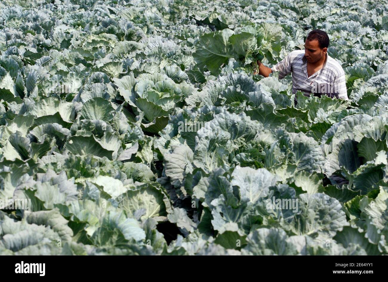 Ancient Egypt Agriculture High Resolution Stock Photography and Images