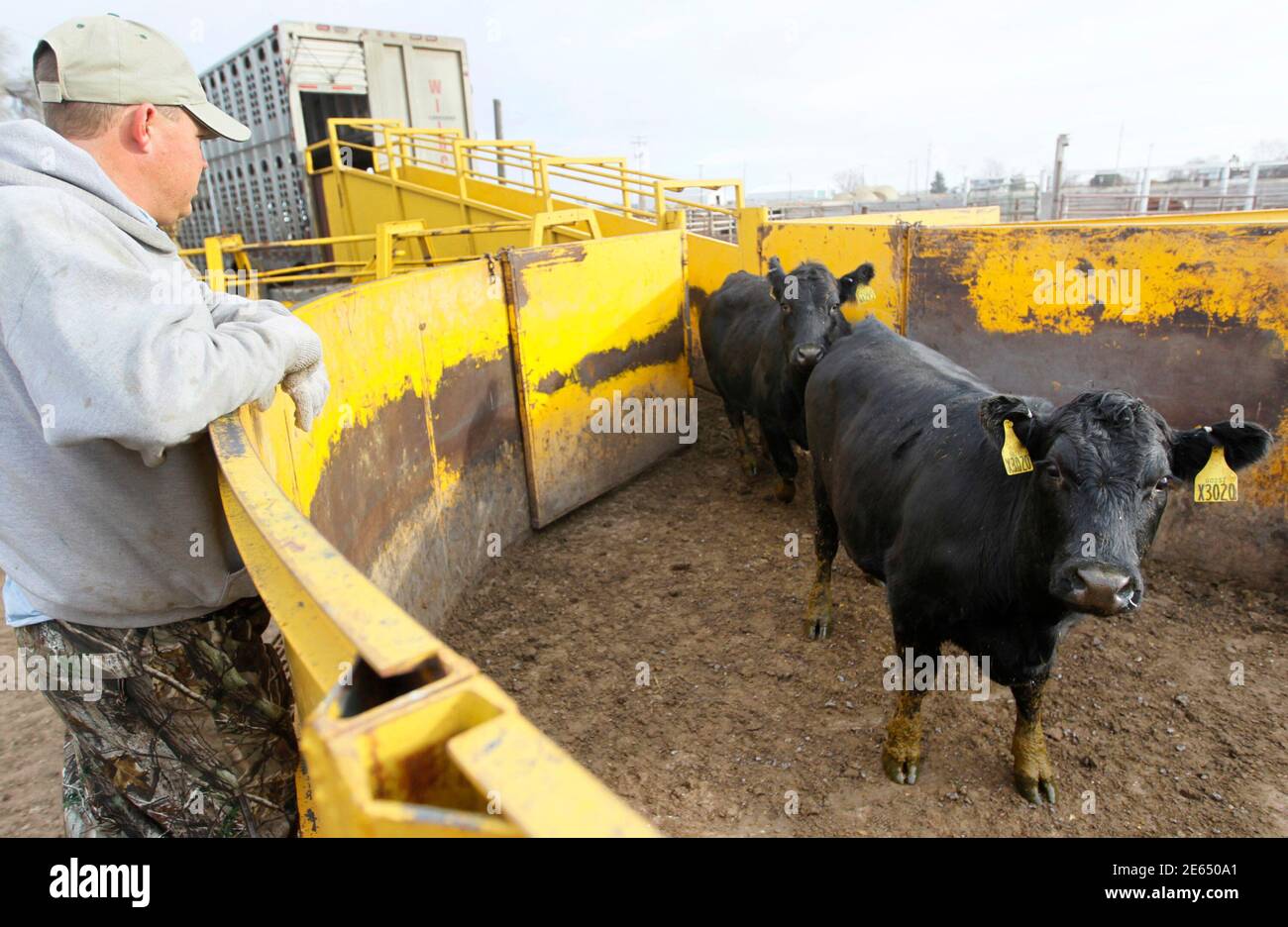 Cattle Systems High Resolution Stock Photography and Images Alamy