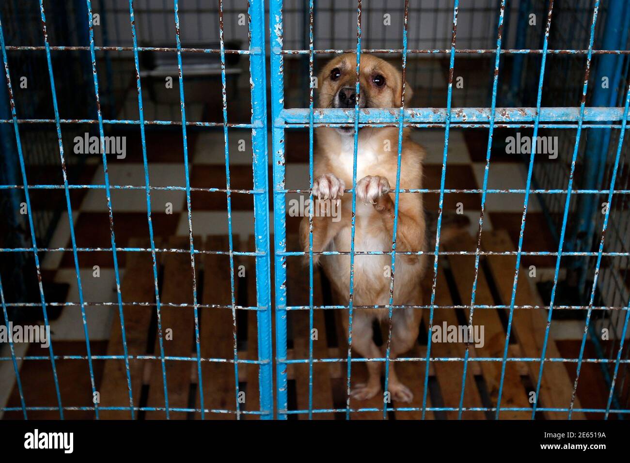 Romania Stray Dogs High Resolution Stock Photography And Images Alamy