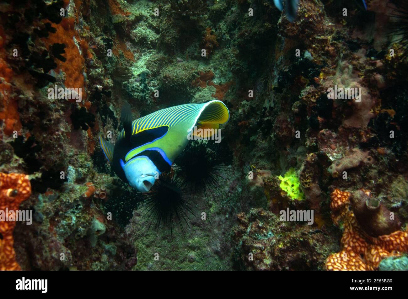 The emperor angelfish (Pomacanthus imperator) Stock Photo