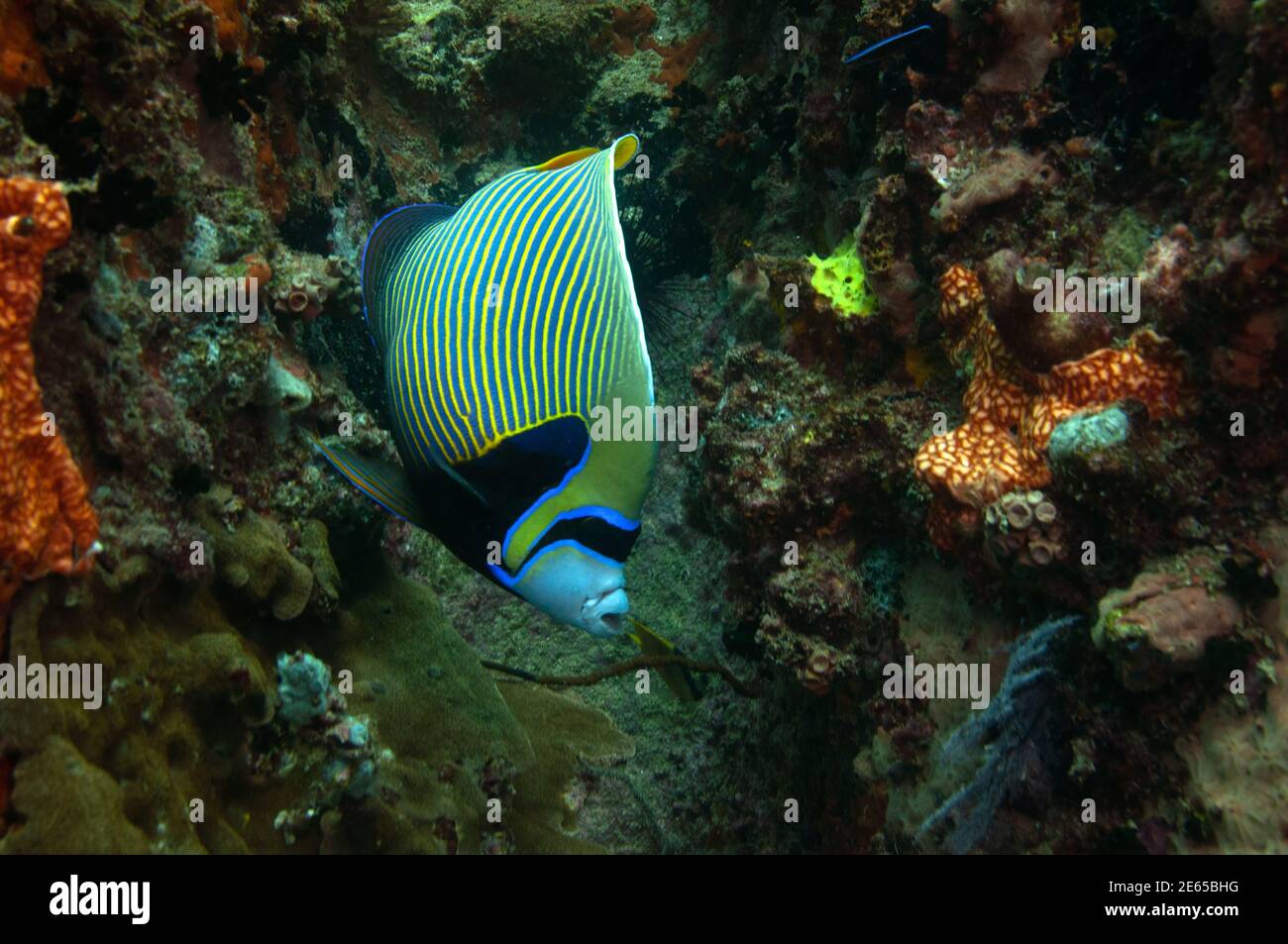 The emperor angelfish (Pomacanthus imperator) Stock Photo