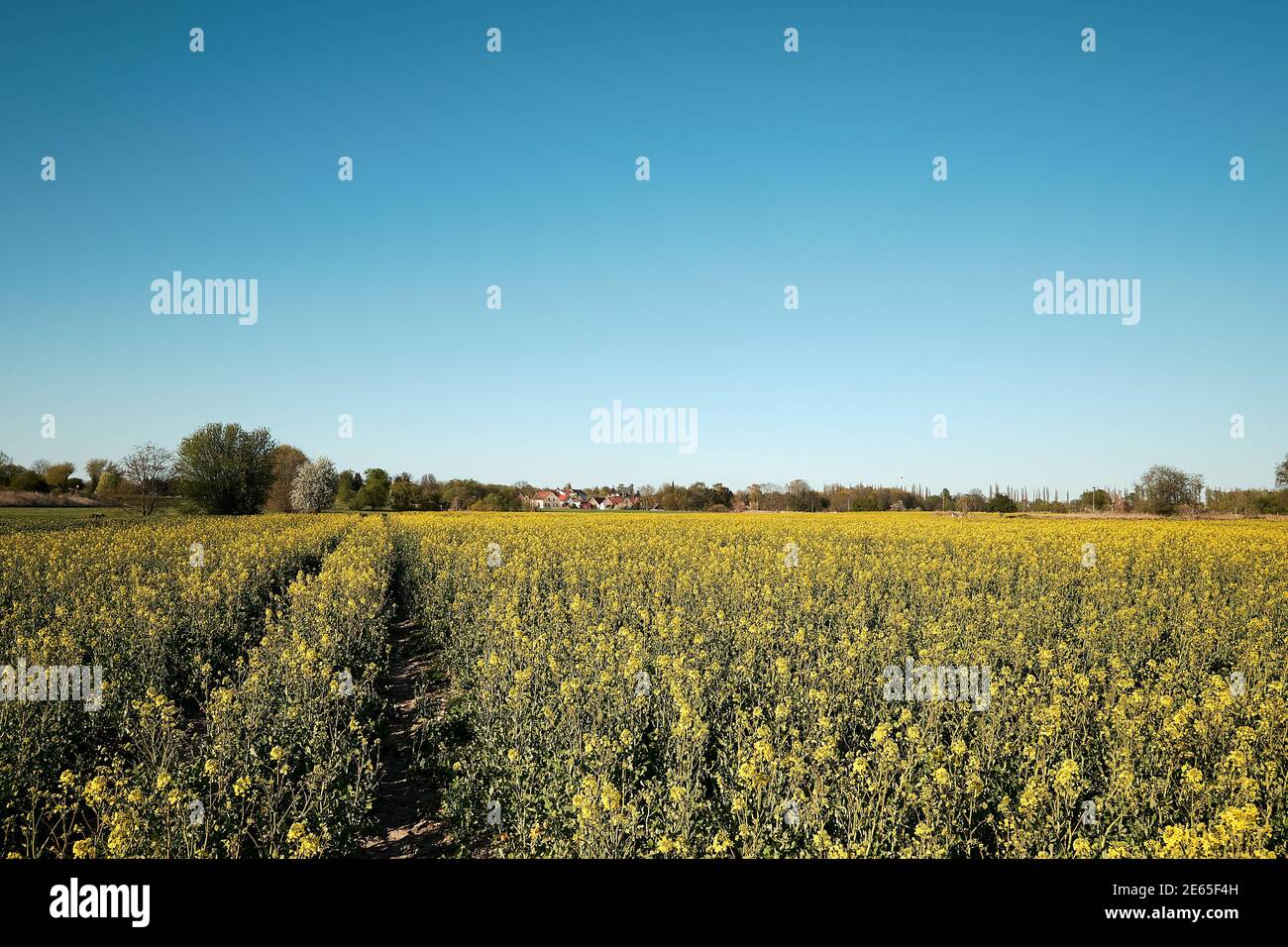 Springtime raps field with planted crop. Agricultural farmland, countryside in Brandenburg by Berlin, Germany, Stock Photo