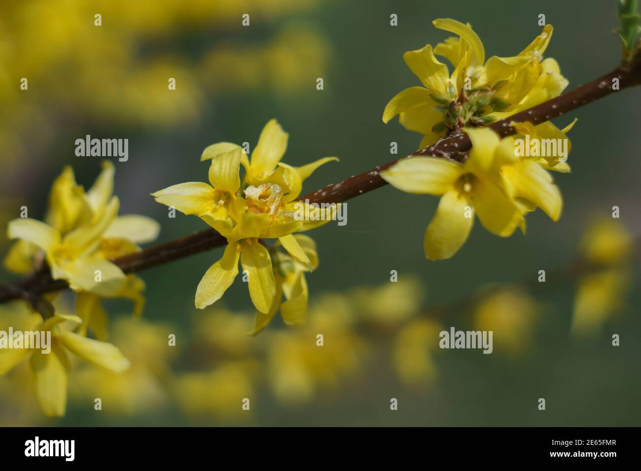 Forsythia intermedia or golden bells yellow blossom in spring with branch Stock Photo
