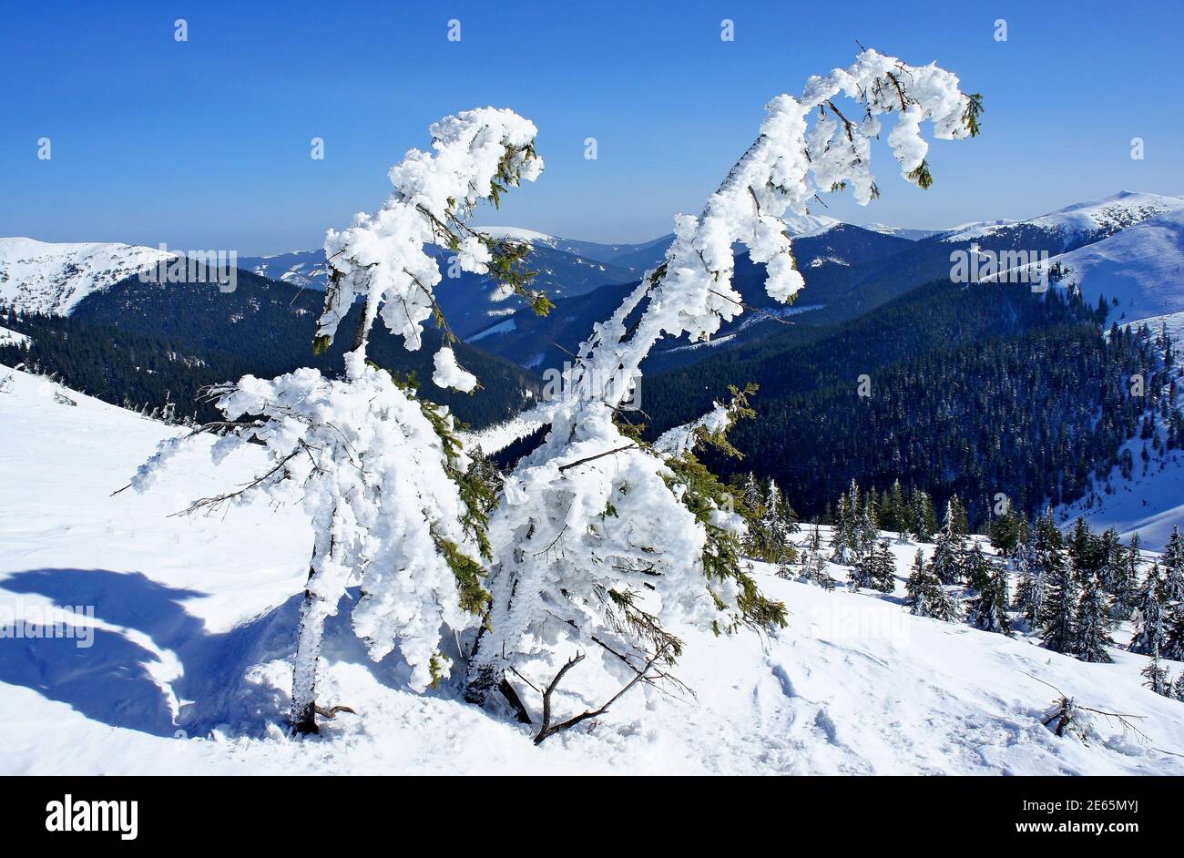 young spruce trees in the icy captivity of snow on the slopes of the Carpathian Mountains in Ukraine Stock Photo