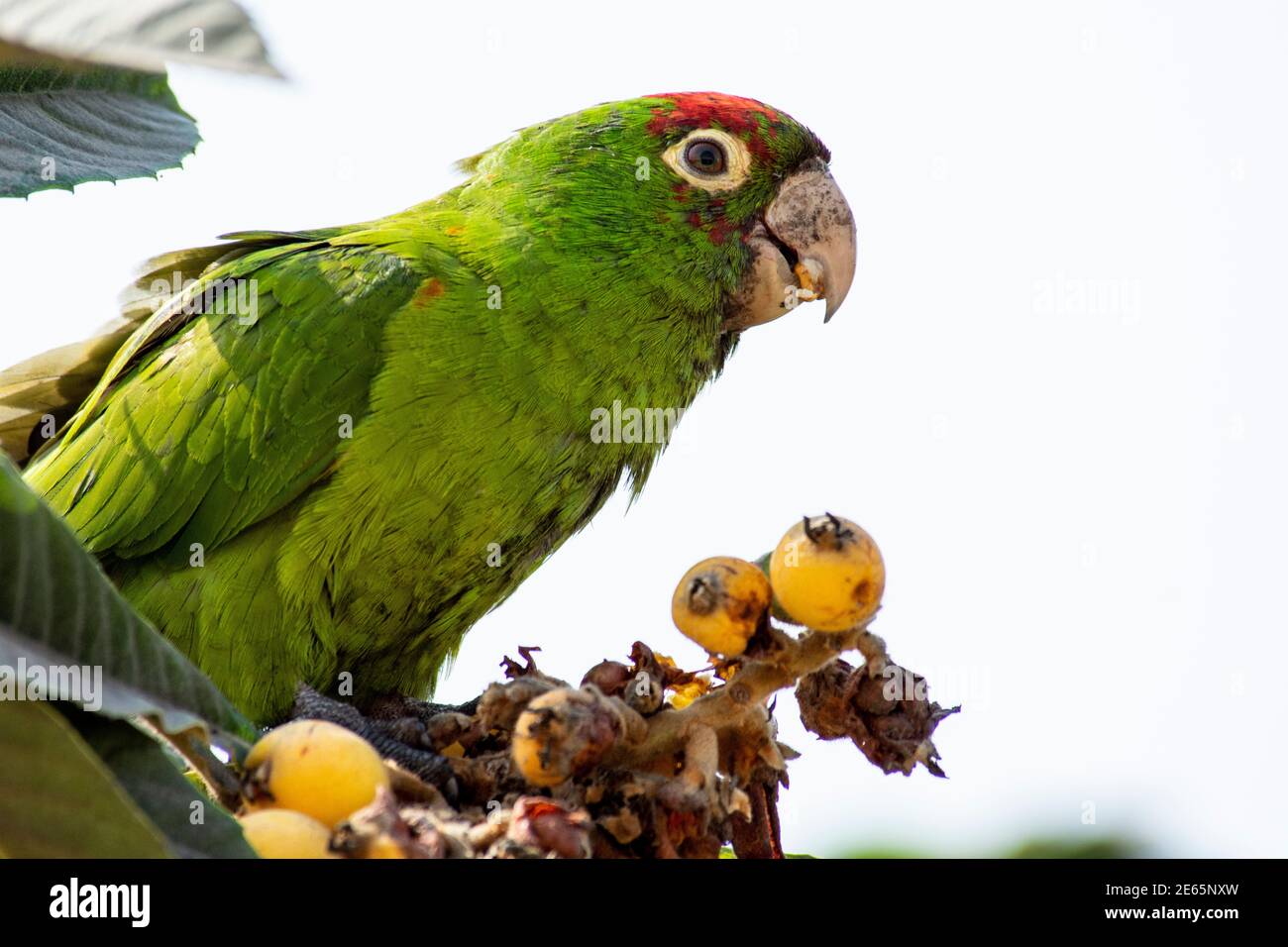 Parrot eating fruit on a tree ,Lima city ,Perú Stock Photo Alamy