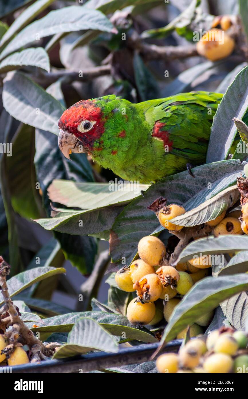 Parrot eating fruit on a tree ,Lima city ,Perú Stock Photo Alamy