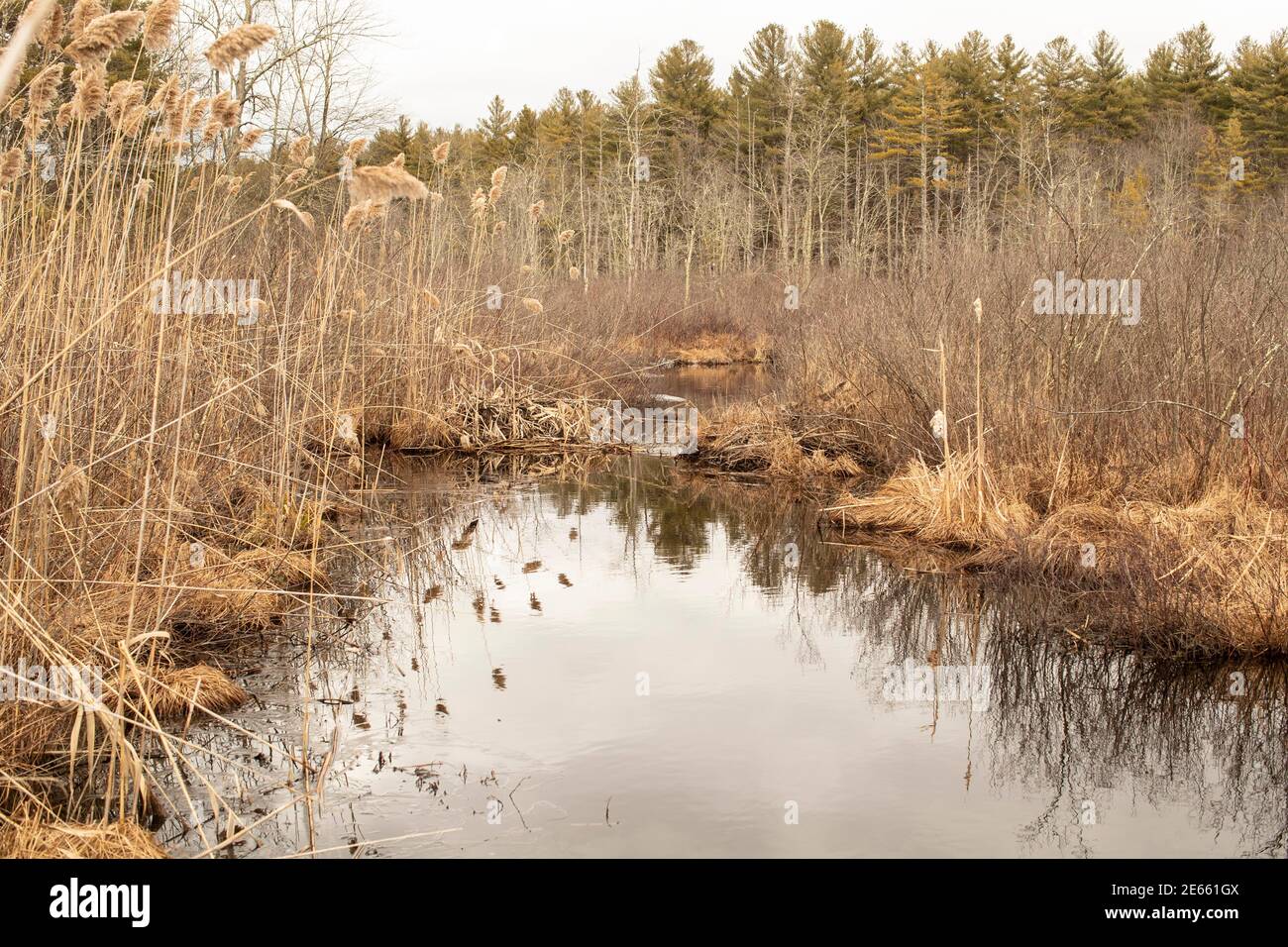 Muddy Brook is a small tributary or stream that runs from Pennichuck Pond, south into Hollis. Plenty of plants, weeds, and wild animals have shown up Stock Photo