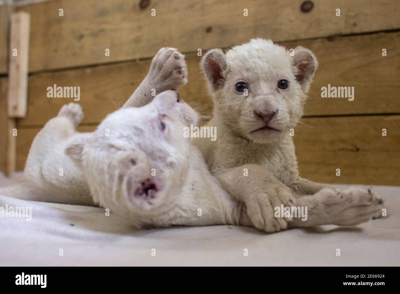 Extinct animals hi-res stock photography and images - Page 10 - Alamy Extinct animals hi-res stock photography and images - Page 10 - Alamy