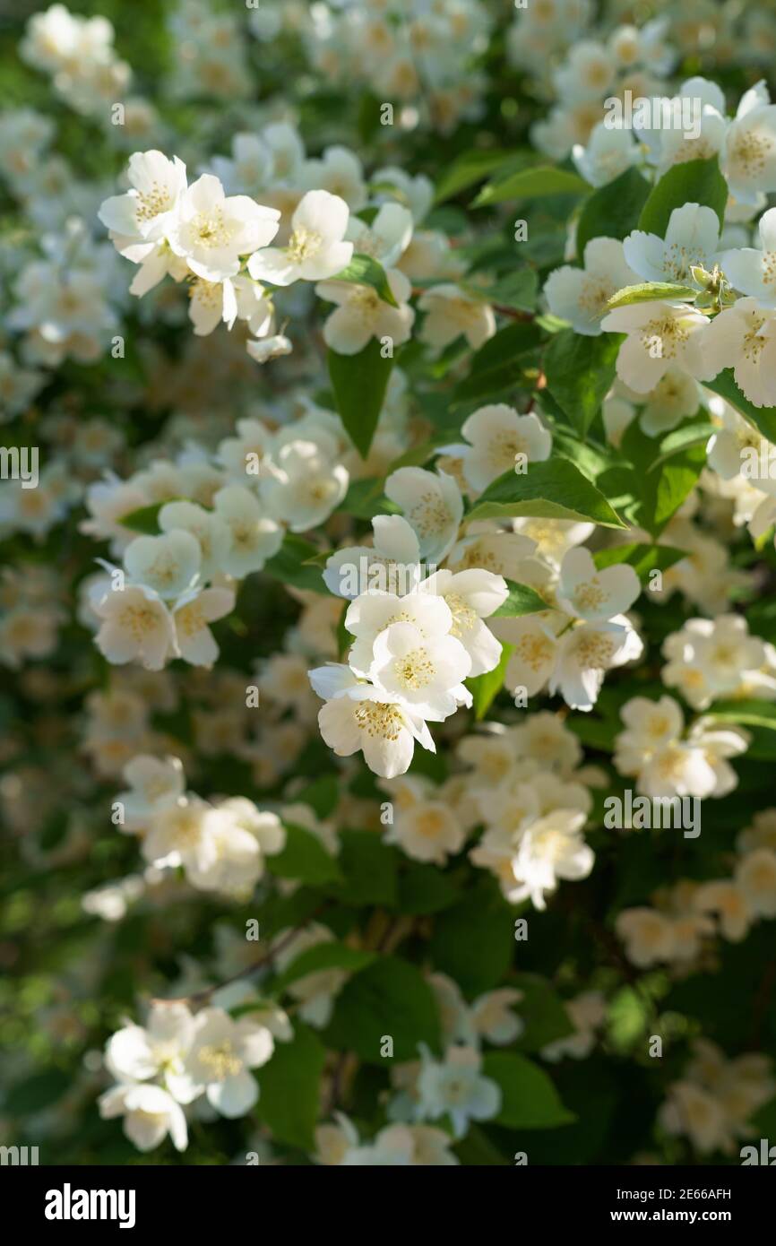 White jasmine blossom flowers with a pleasant strong aroma in spring time Stock Photo