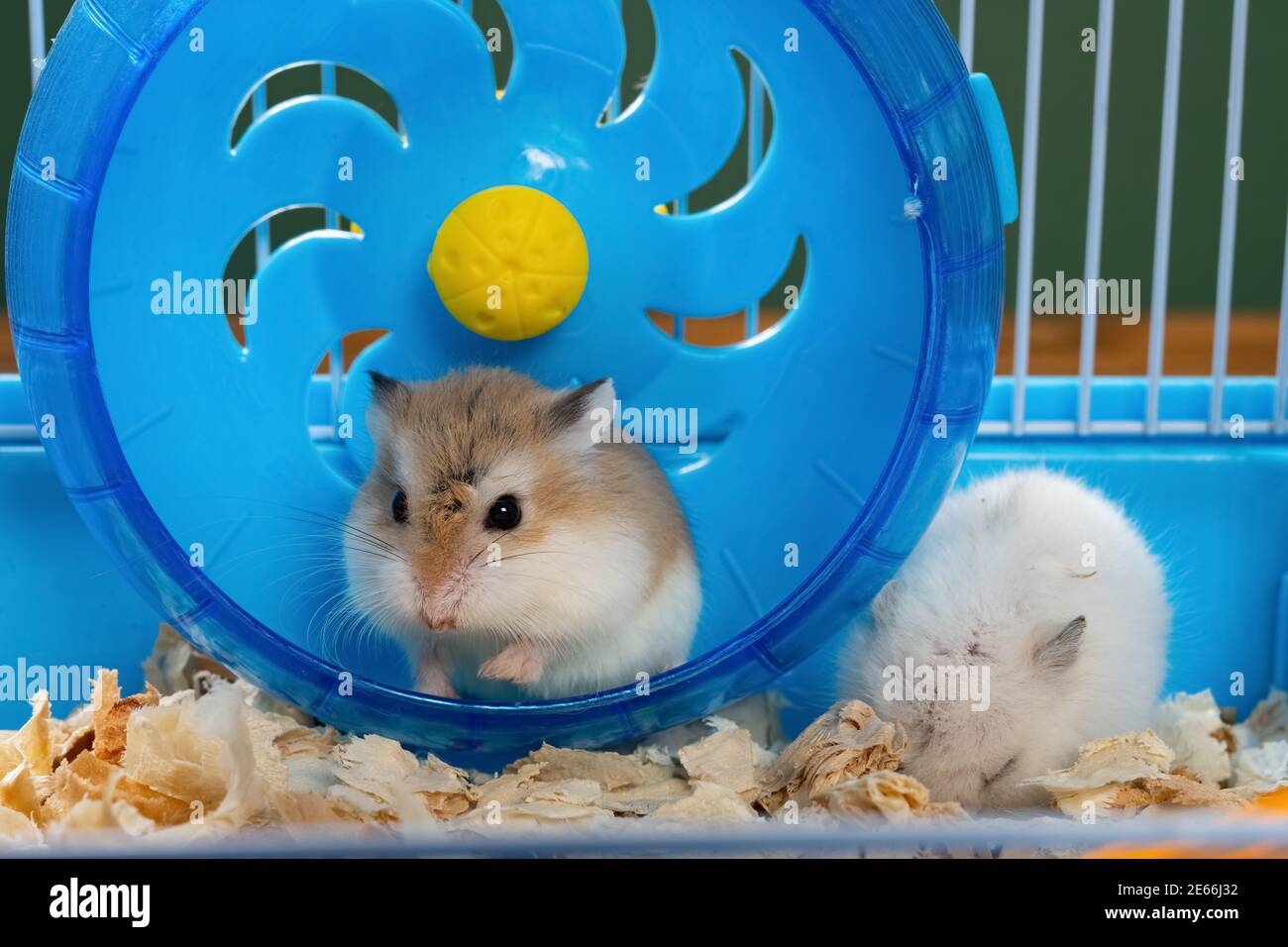 cage with two small hamsters Stock Photo Alamy