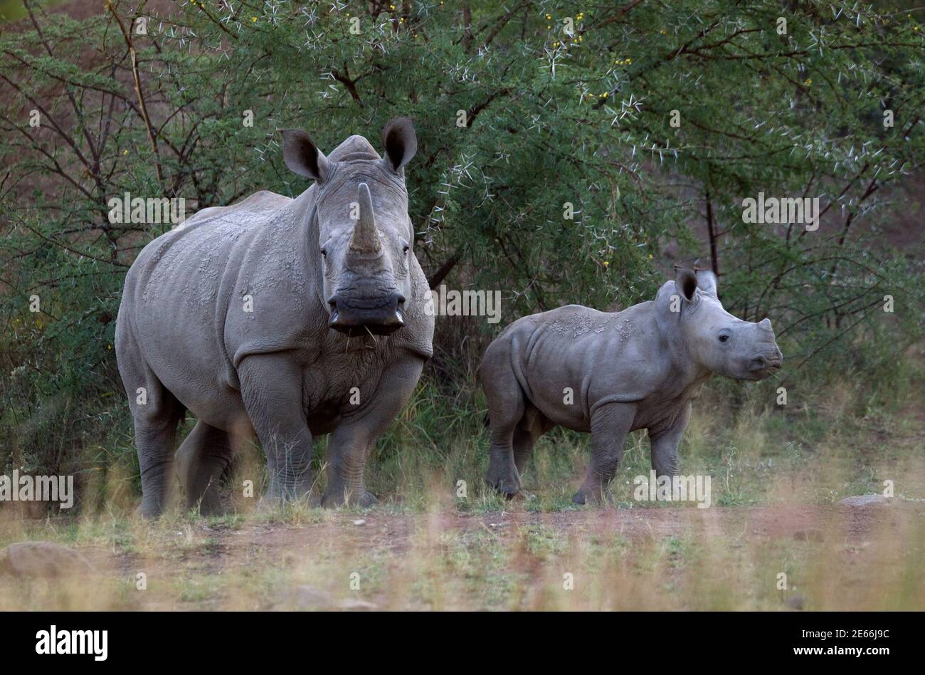 rhinoceros weight