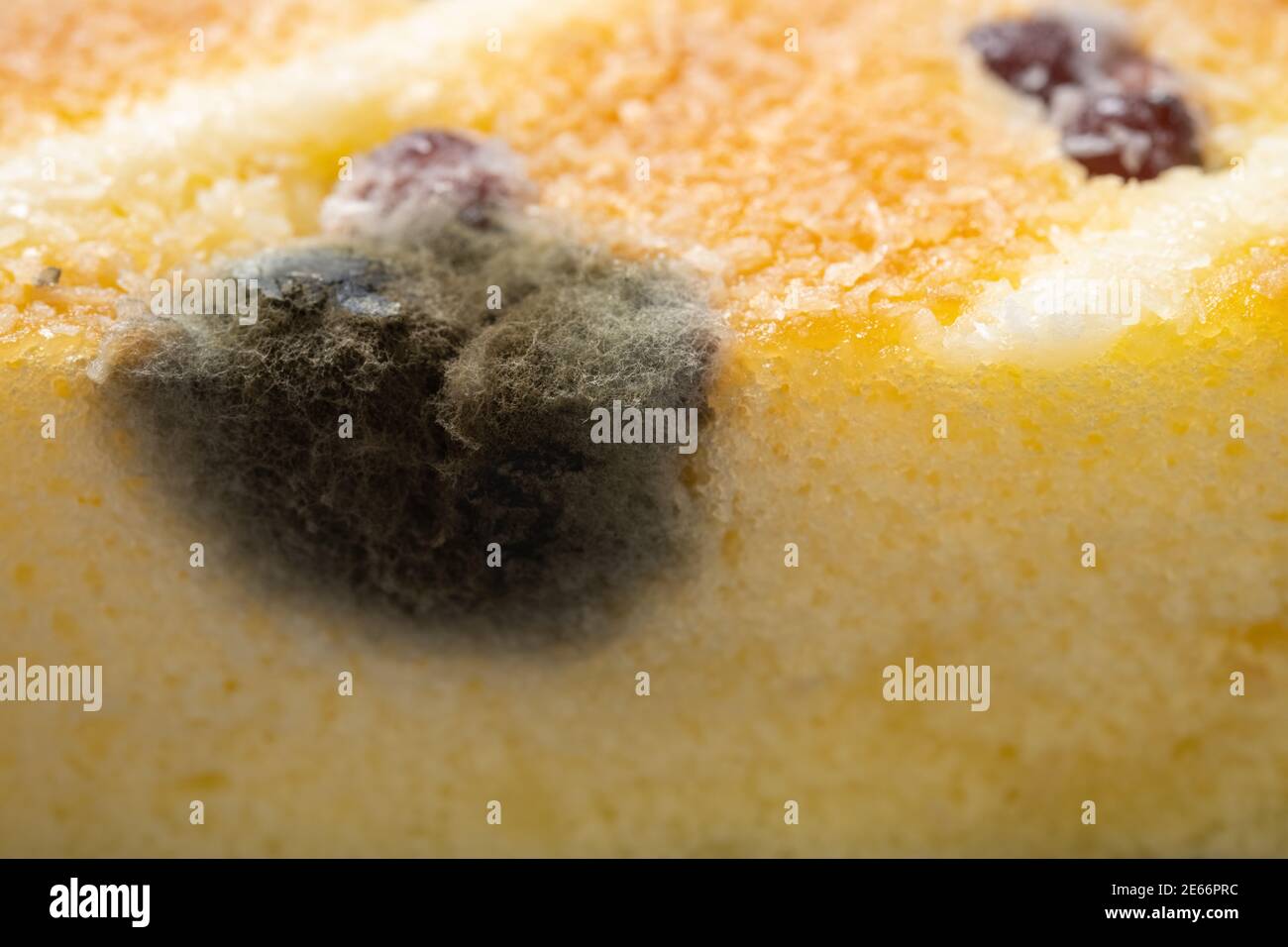 Moldy cake hires stock photography and images Alamy