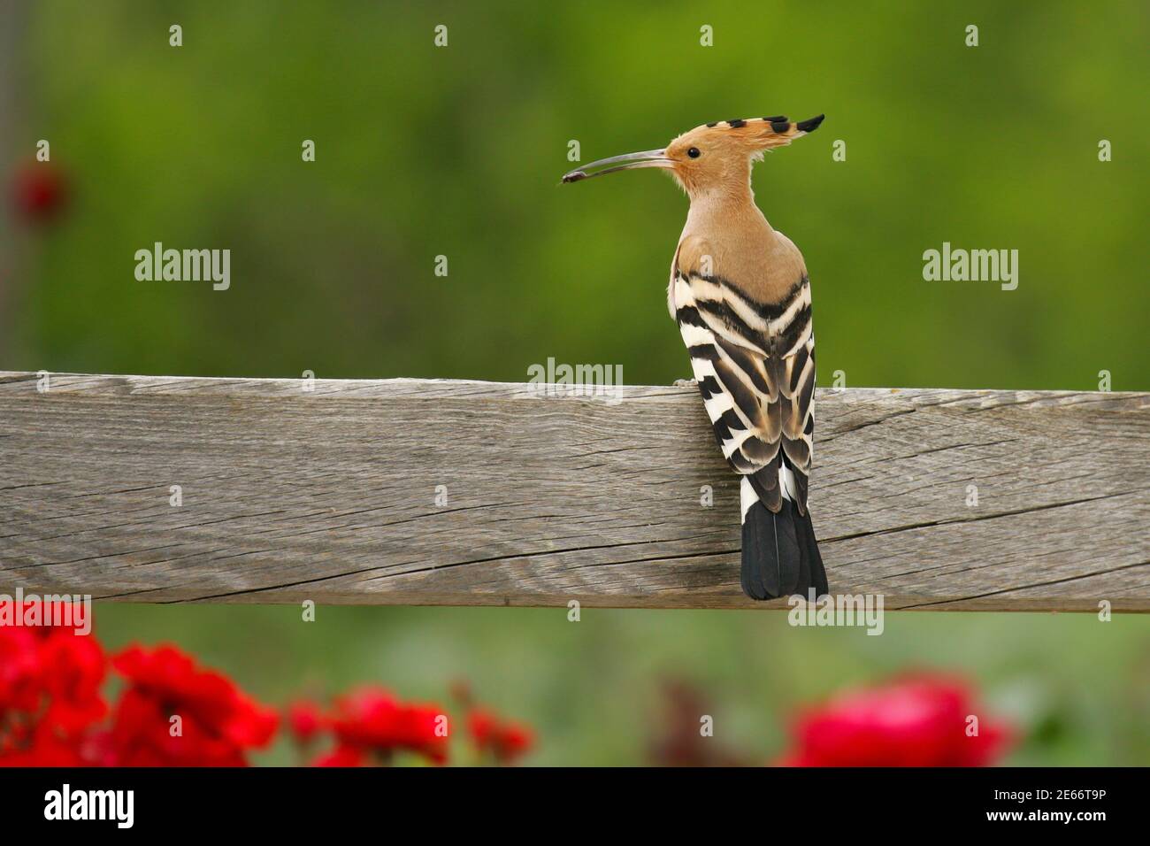 Eurasian Hoopoe (Upupa epops), adult sitting on wooden fence with insect in bill, Murcia, Spain Stock Photo