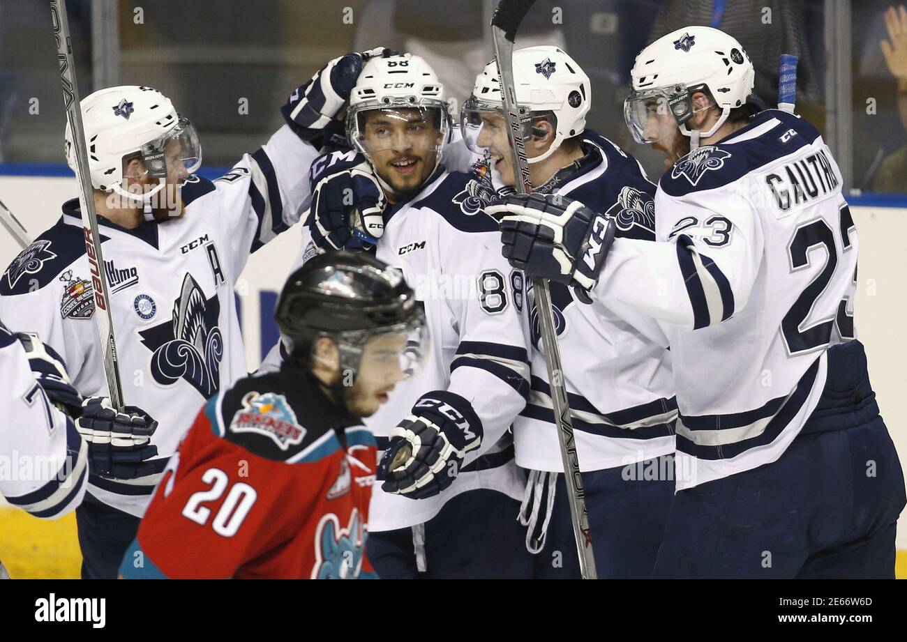 Rimouski Oceanics Michael Joly (88) is congratulated by his teammates Christopher Clapperton (57), Jan Kostalek (3) and Frederik Gauthier (23) after he scored a goal against the Kelowna Rockets during the first period of their Memorial Cup hockey game at the Colisee Pepsi in Quebec City, May 25, 2015. REUTERS/Mathieu Belanger Stock Photo