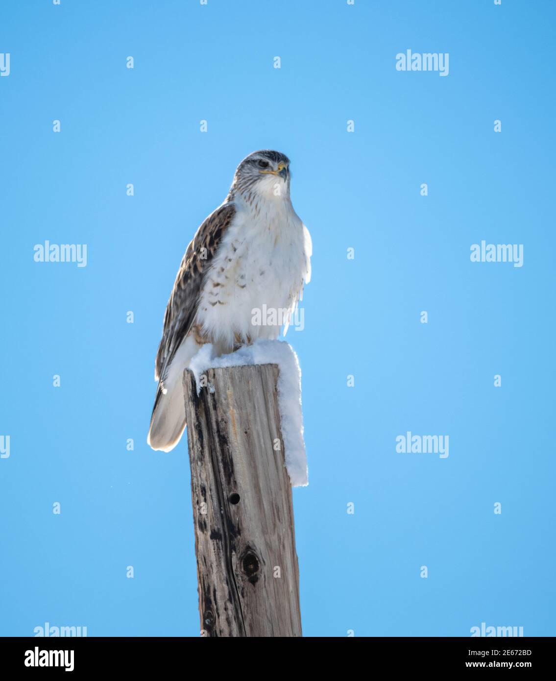Ferruginous Hawk, largest of the hawk family, sitting on a post with ...