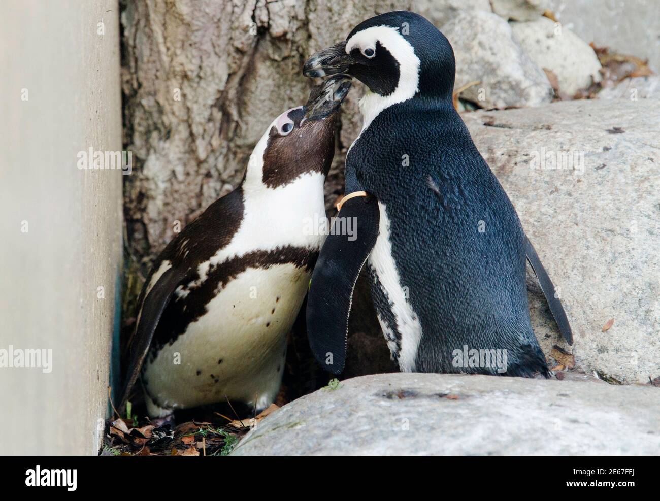 African penguins Pedro (R) and Buddy interact with each other at the  Toronto Zoo in Toronto November 8, 2011. The Toronto Zoo announced they  will separate the penguins after zookeepers noticed behaviour