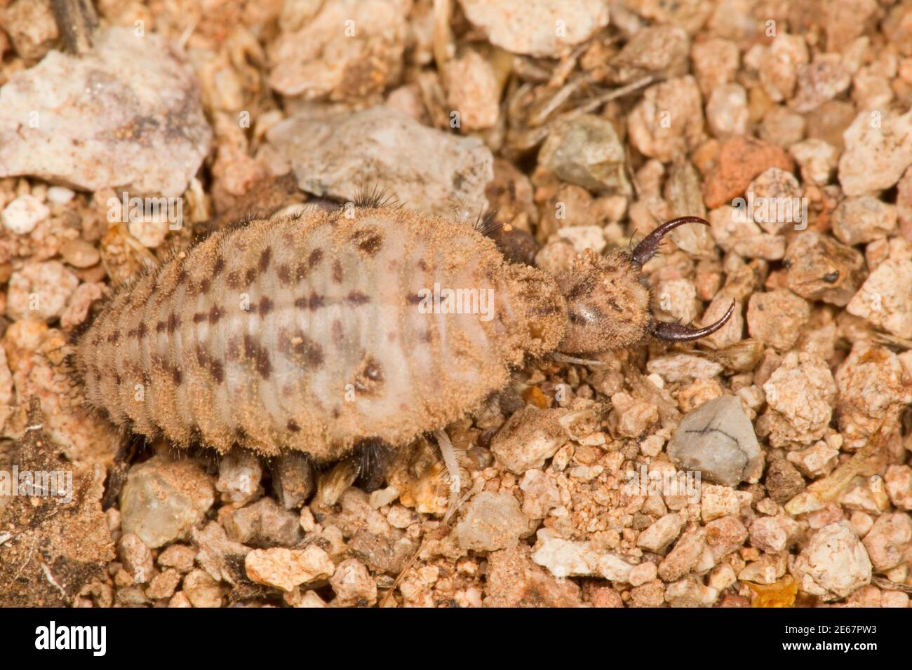 Unidentified Antlion larva, Myrmeleontidae. Crawling on ground then burying itself. No funnel. Stock Photo