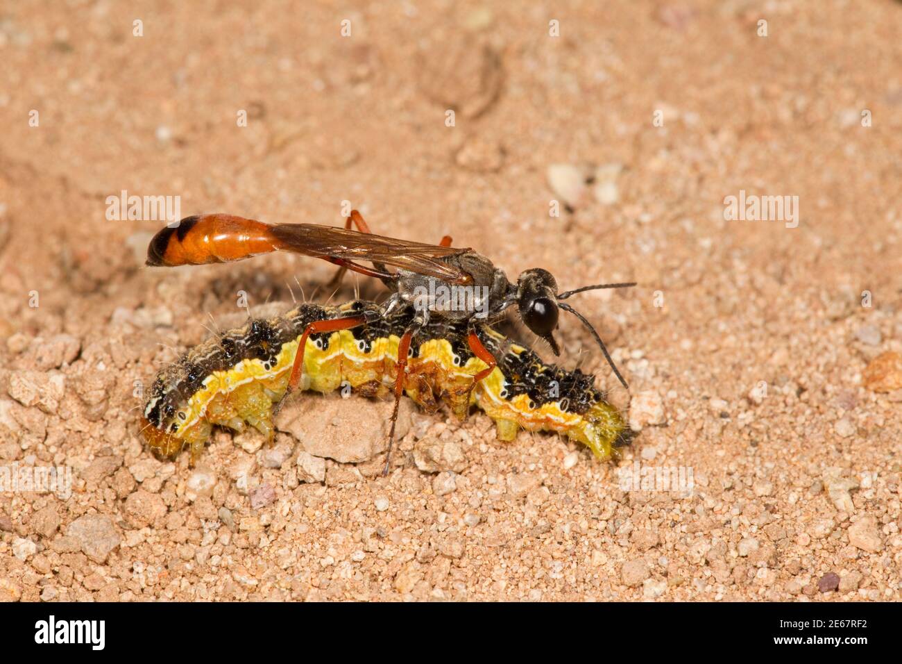 Thread-waisted Wasp female, Ammophila femurrubra, Sphecidae. With paralyzed host larva. Stock Photo
