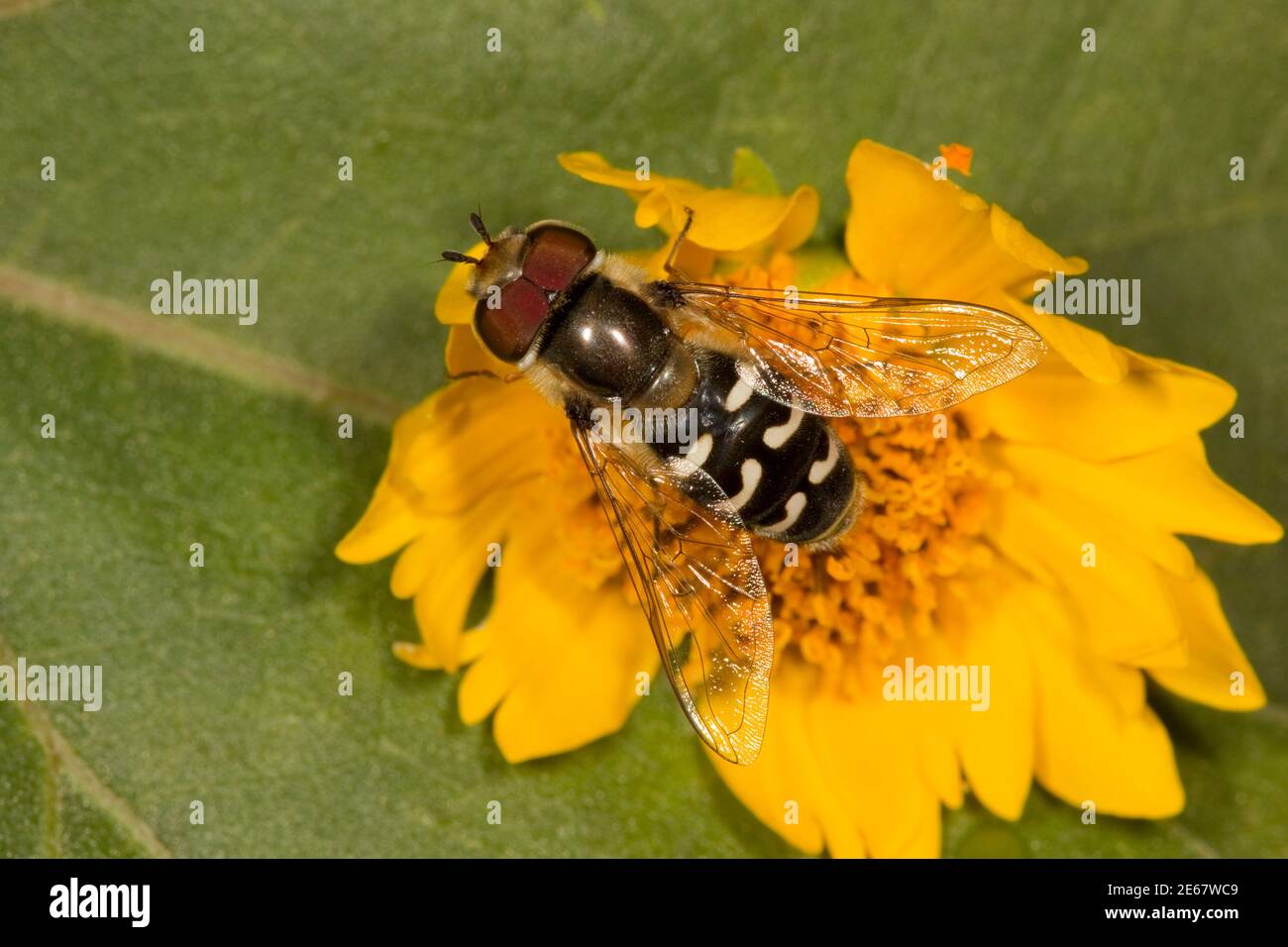 Syrphid Fly male, Scaeva affinis, Syrphidae. Body Length 15 mm. Larva images 14100412-14100433 on 10-13-14. Stock Photo