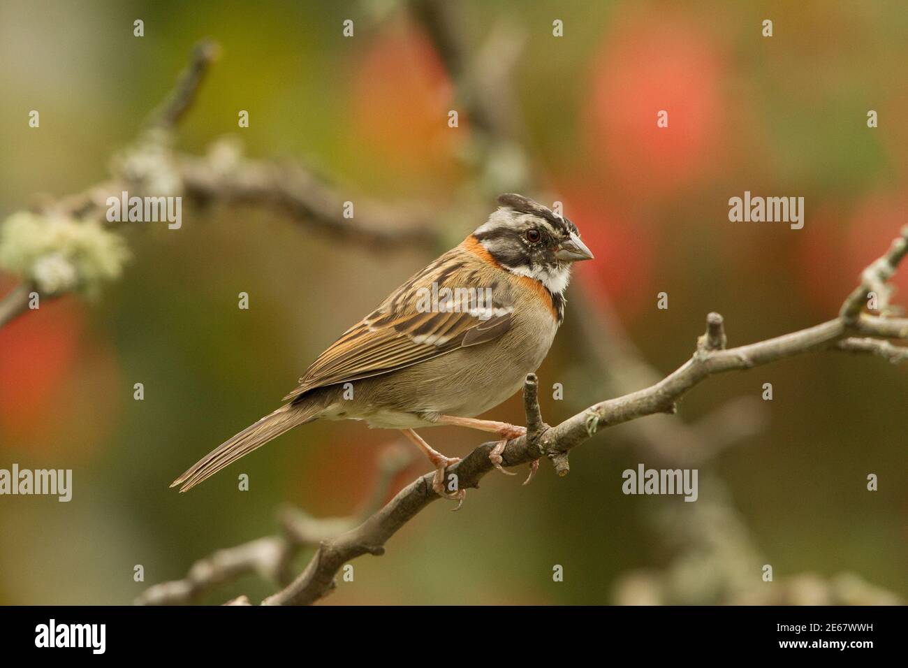 Rufous-collared Sparrow, Zonotrichia capensis, perched in dead tree. Stock Photo
