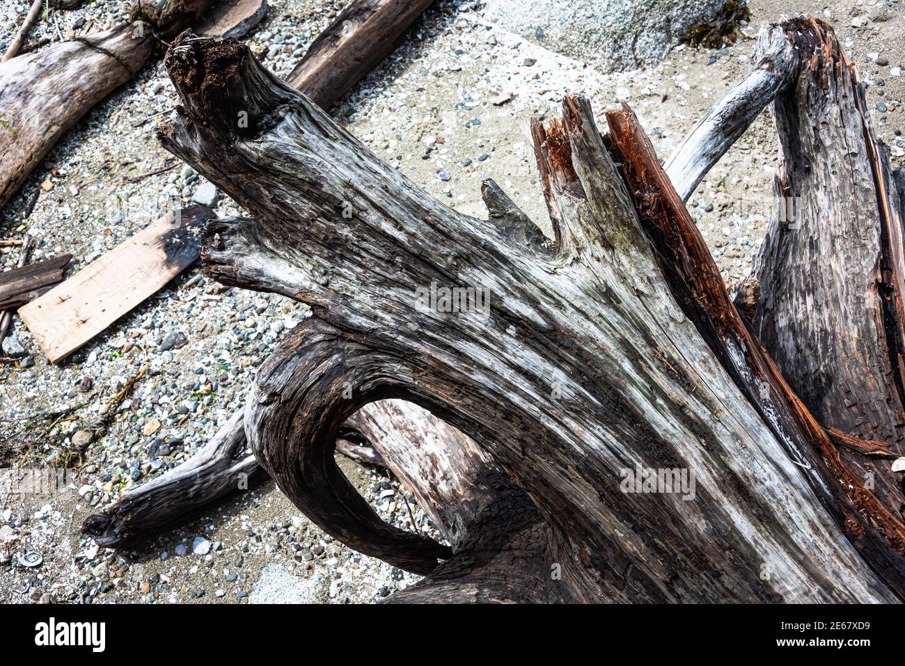 Totem poles in Vancouver's Stanley Park, British Columbia, Canada Stock Photo