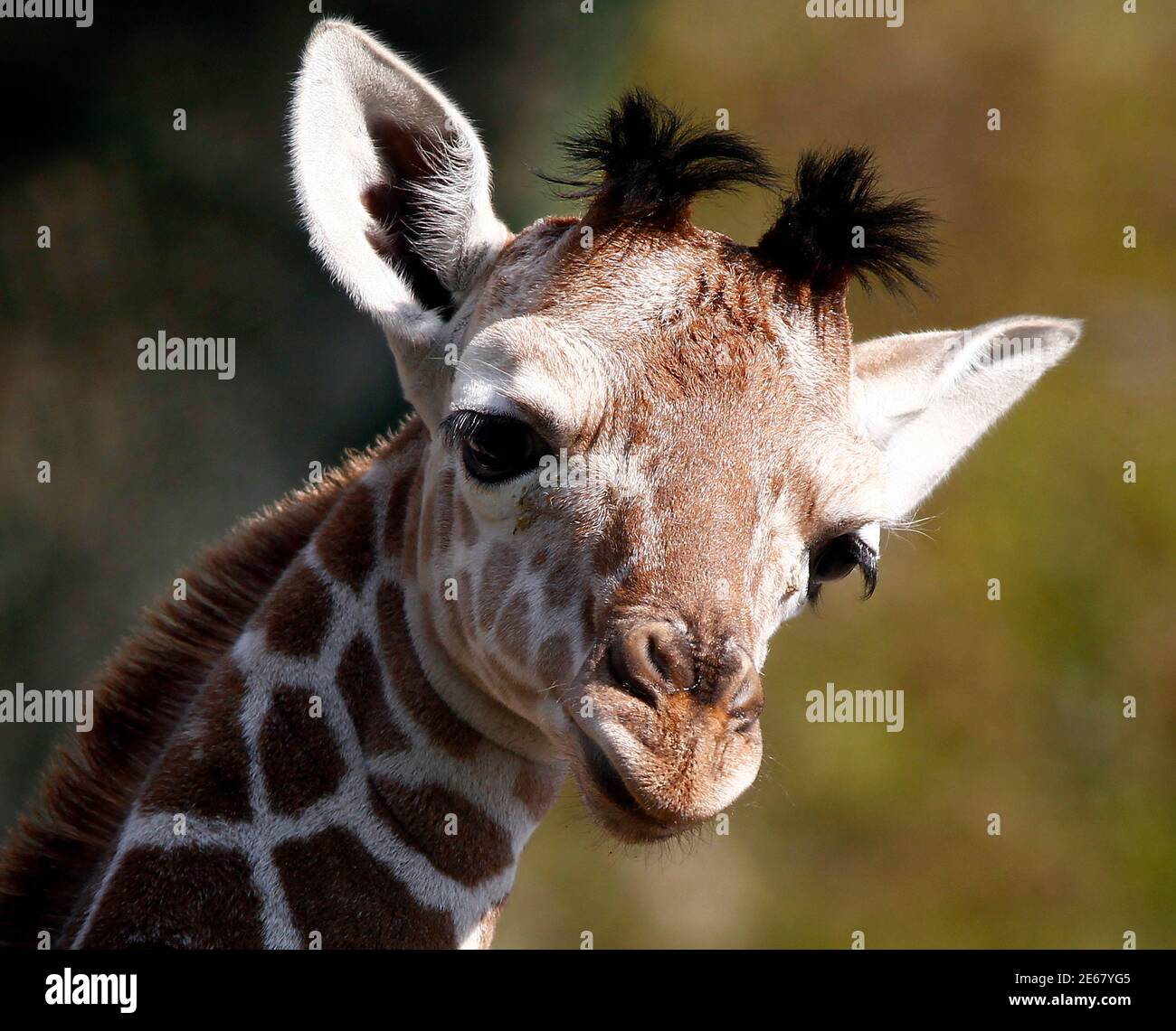 A two weeks old giraffe baby is pictured in his enclosure at the Tierpark Hellabrunn in Munich April 17, 2011. The female giraffe was born on April 5, 2011.  REUTERS/Michael Dalder    (GERMANY - Tags: ANIMALS ENVIRONMENT) Stock Photo