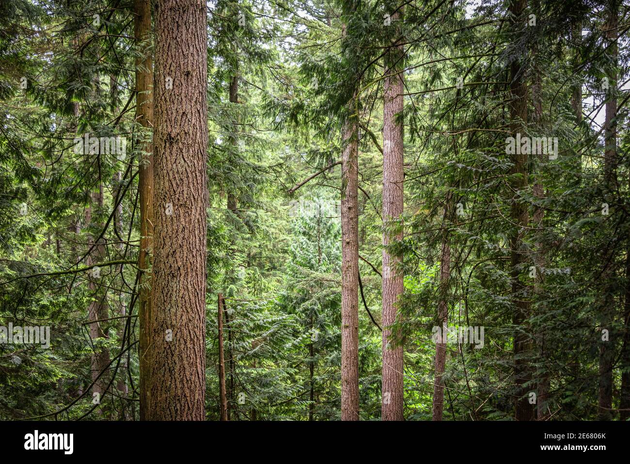 Lynn Canyon Park in North Vancouver, British Columbia in Canada Stock Photo