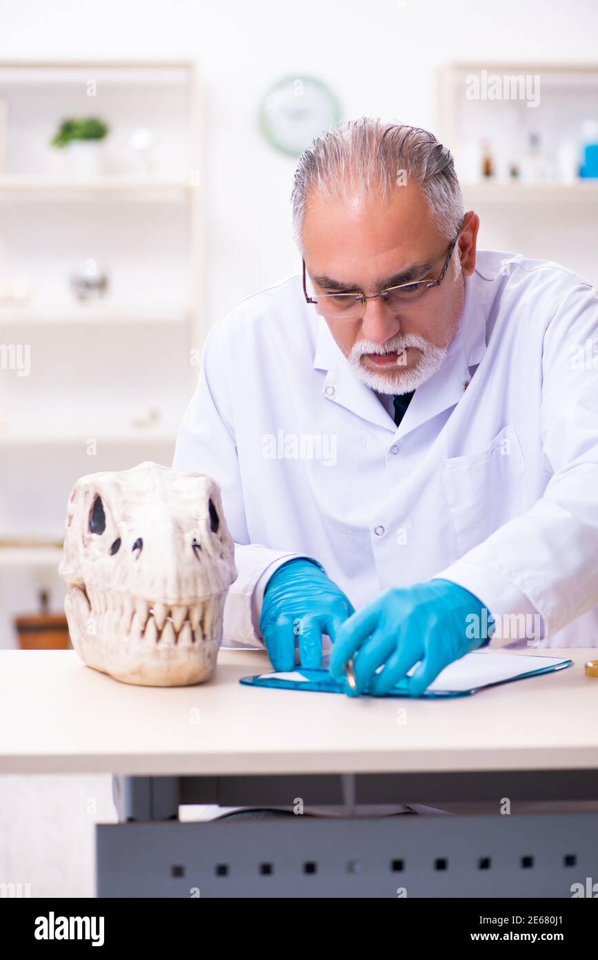 Old male paleontologist working in the lab Stock Photo Alamy