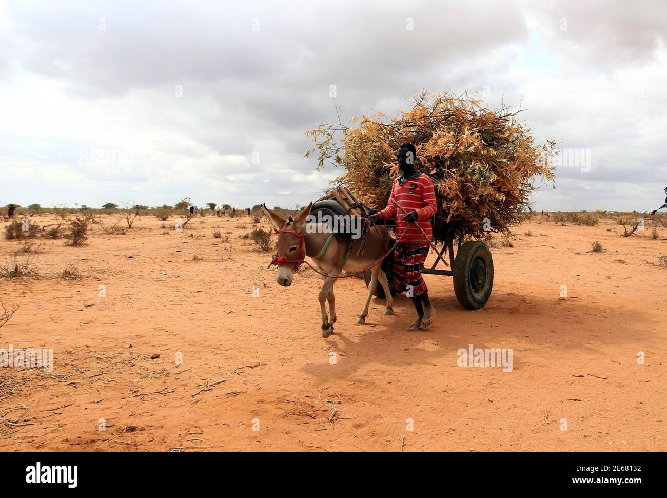A newly arrived Somali refugee carries firewood using a donkey cart outside the Ifo 2 refugee camp in Dadaab, near the Kenya-Somalia border, July 28, 2011. Thousands of Somalis fleeing drought, famine and war have started moving into a new extension of the world's largest refugee camp in Kenya, which is increasingly concerned about bearing the brunt of the Horn of Africa crisis. REUTERS/Thomas Mukoya (KENYA - Tags: SOCIETY CIVIL UNREST DISASTER ANIMALS) Stock Photo