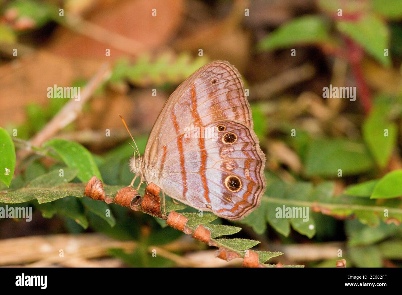 Unidentified Satyr Butterfly, Euptychia sp., Satyridae. Ventral view. Stock Photo