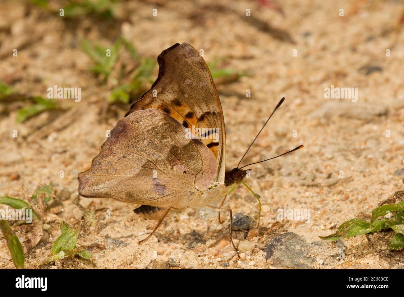 Brush-footed Butterfly, Doxocopa cyane, Nymphalidae. Ventral view. Stock Photo