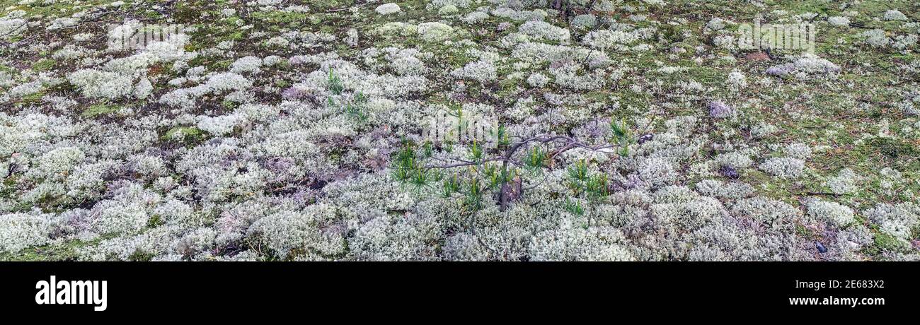 Iceland moss lichen fungus background Stock Photo