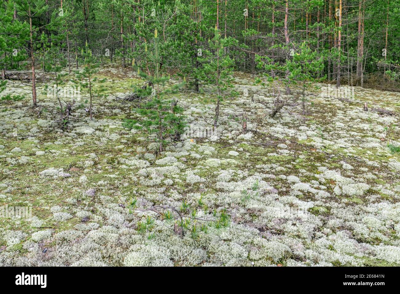 Iceland moss lichen fungus nature pattern landscape Stock Photo