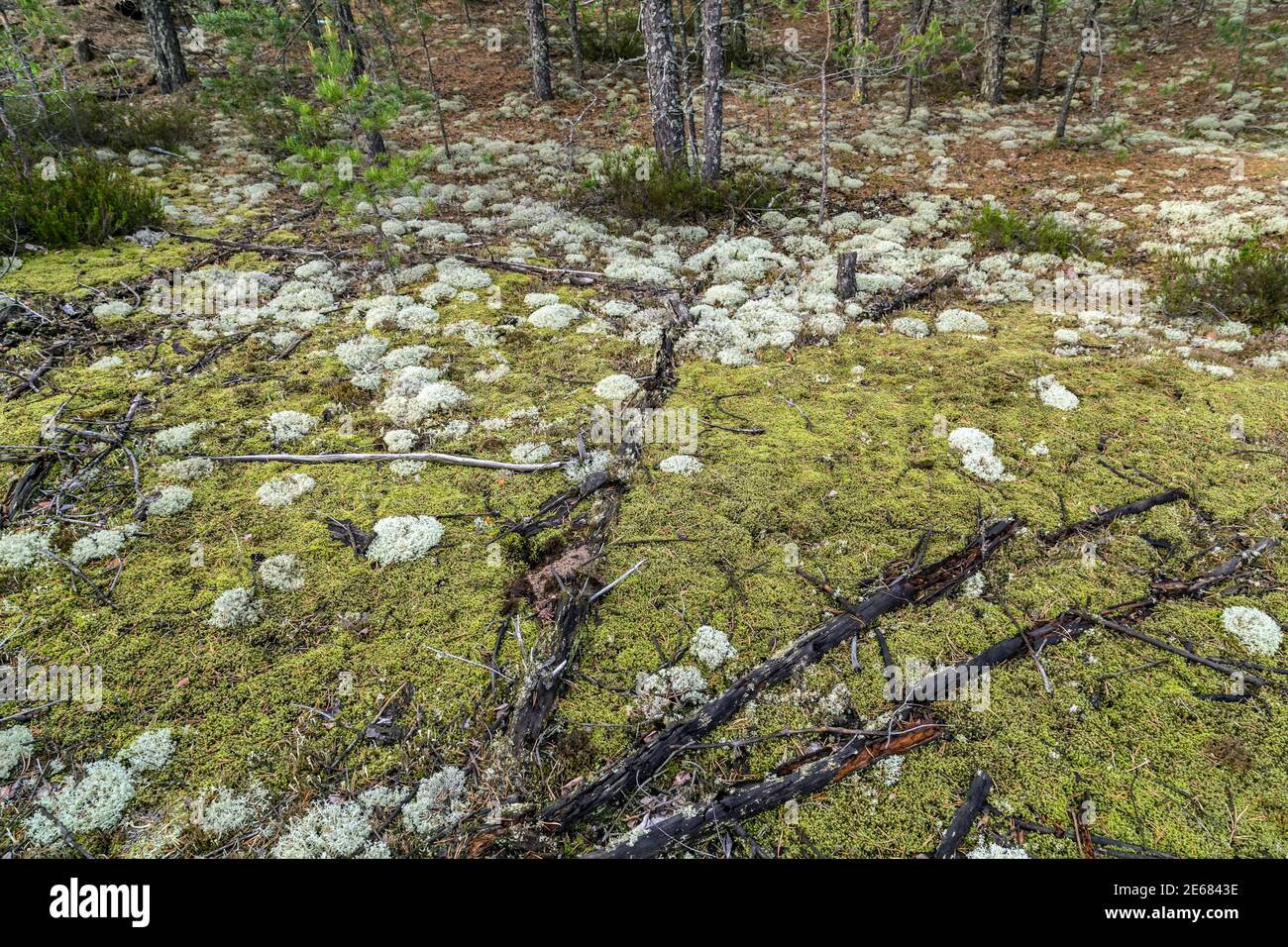 True Iceland lichen Mossy, moss field iceland alpine Stock Photo