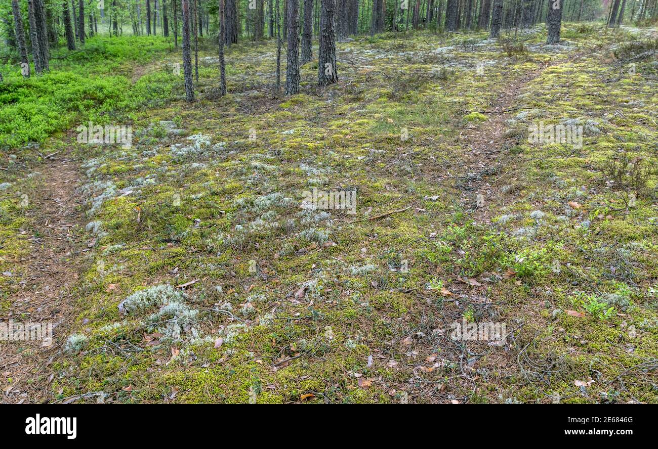 Oriental cetraria lichen background texture Icelandic moss landscape Stock Photo