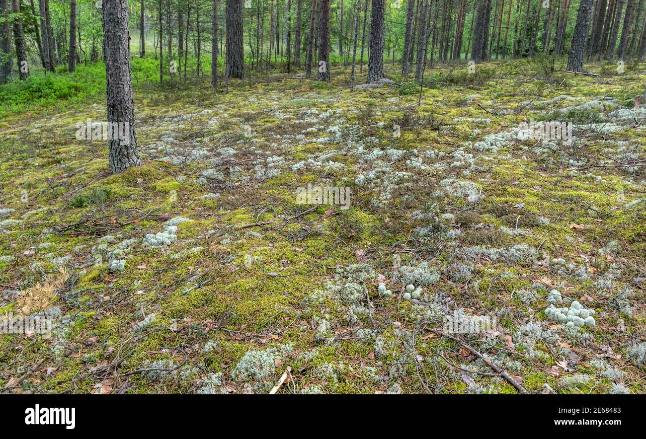 Iceland Moss, island cetraria lichen green background Stock Photo