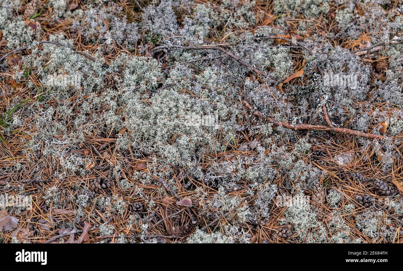 Iceland Lichen Moss gray branches Stock Photo