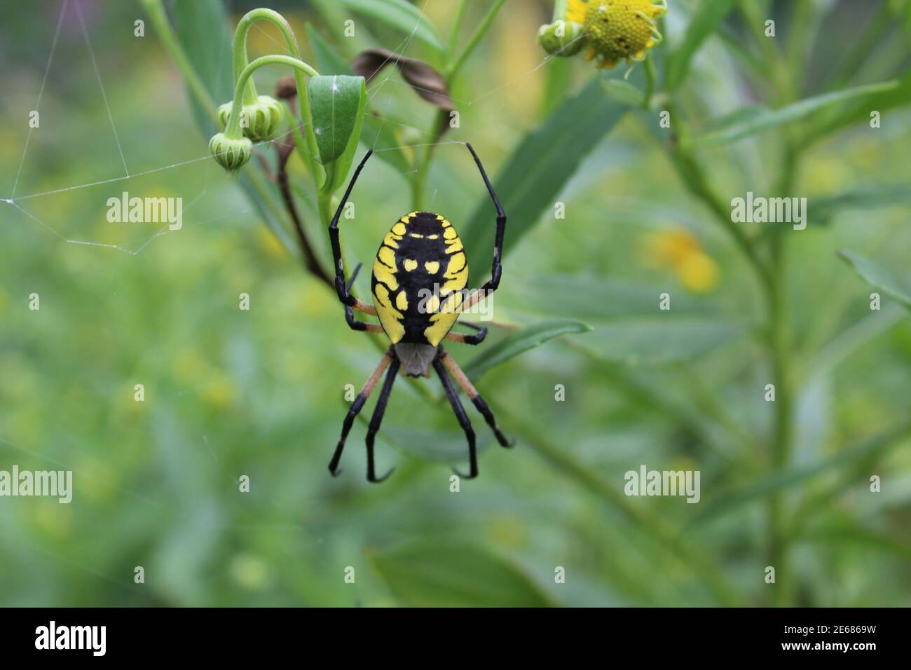 Upside down garden spider at Wayside Woods in Morton Grove, Illinois