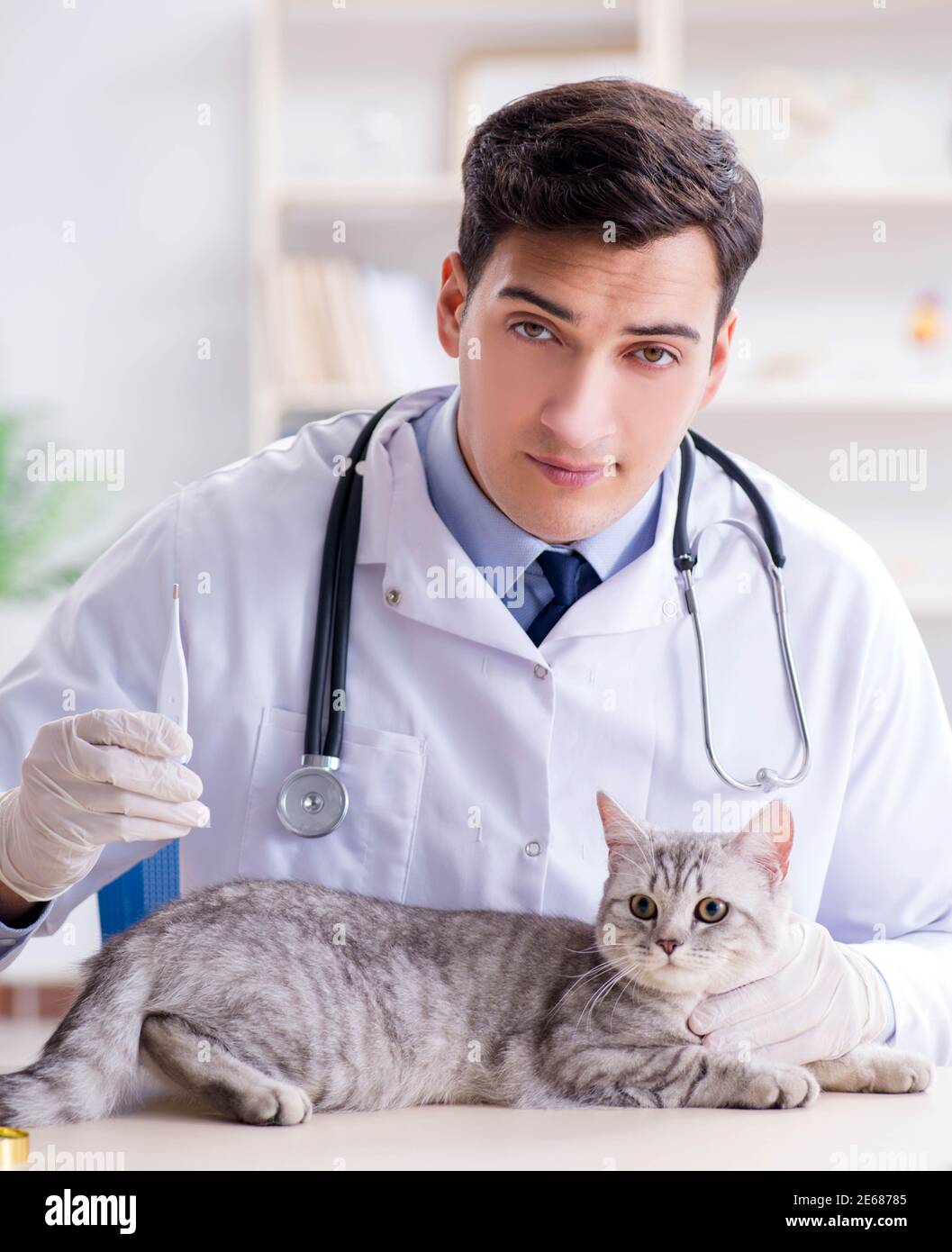 The vet examining sick cat in hospital Stock Photo Alamy
