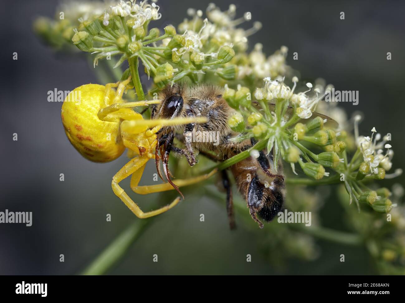 Yellow crab spider with bee Stock Photo Alamy