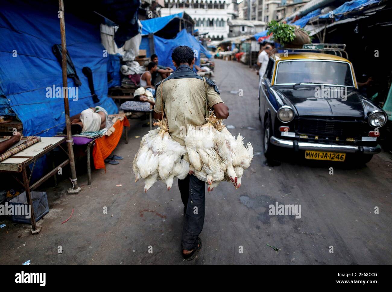 Chicken killed hires stock photography and images Alamy