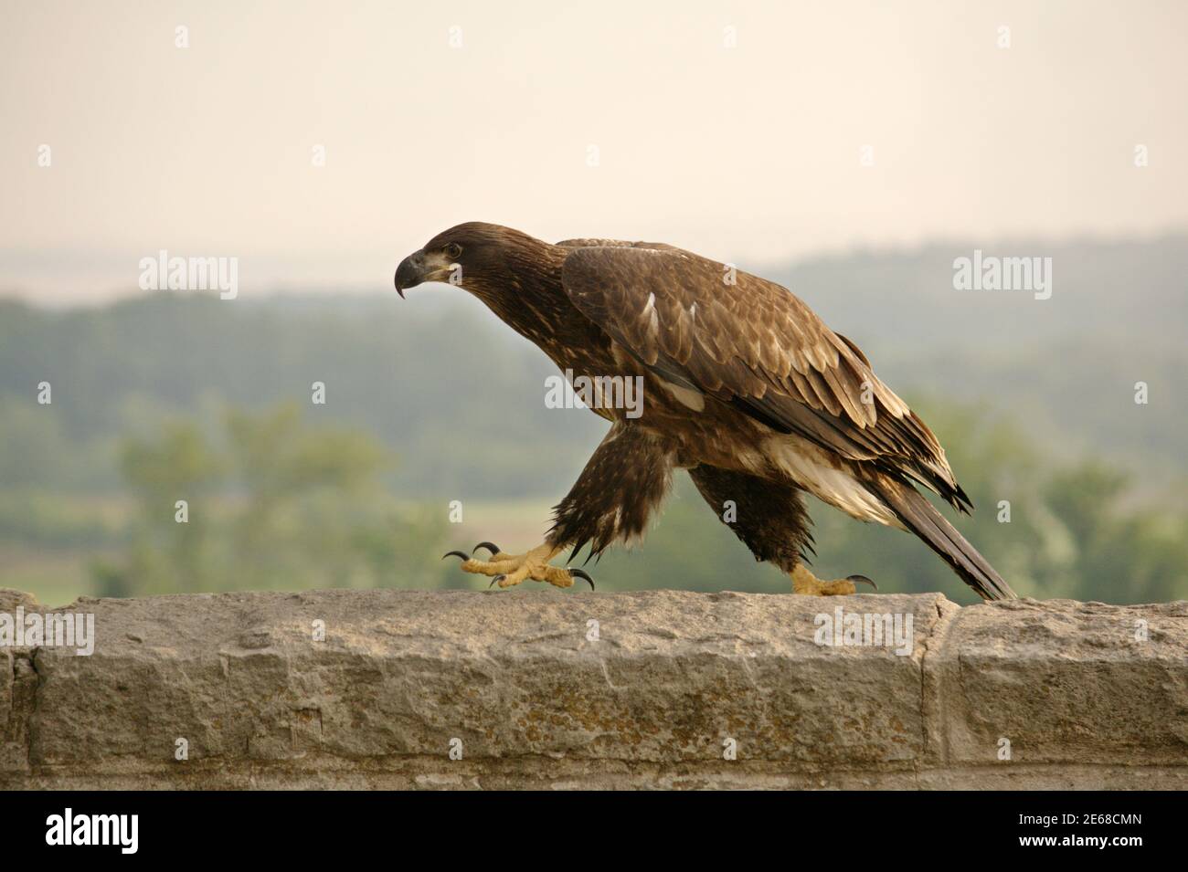 American Bald Eagle juvenile walking on a stone wall Stock Photo Alamy