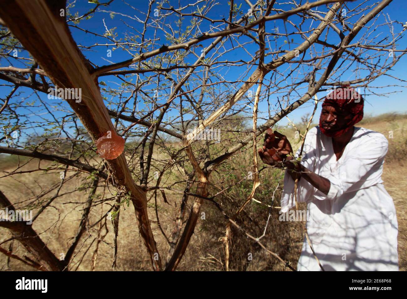 A farmer collects gum arabic from an Acacia tree in the western Sudanese town of El-Nahud that lies in the main farming state of North Kordofan December 18, 2012. Business is booming in the western Sudanese town of El-Nahud thanks to rising global demand for gum arabic, a natural and edible gum taken from acacia trees growing in the area. Picture taken December 18, 2012. To match Feature SUDAN-GUMARABIC/     REUTERS/Mohamed Nureldin Abdallah (SUDAN - Tags: AGRICULTURE BUSINESS) EMPLOYMENT) Stock Photo