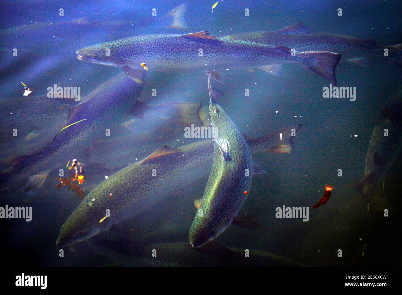 Salmon farming huon aquaculture hires stock photography and images Alamy
