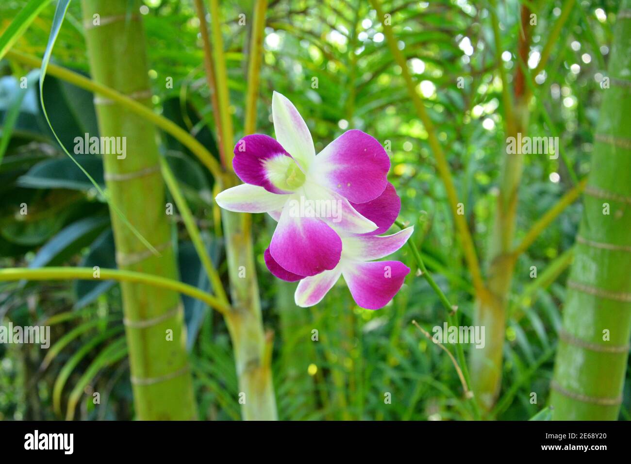 pink phalaenopsis blossoms with white stamens in the bush Stock Photo