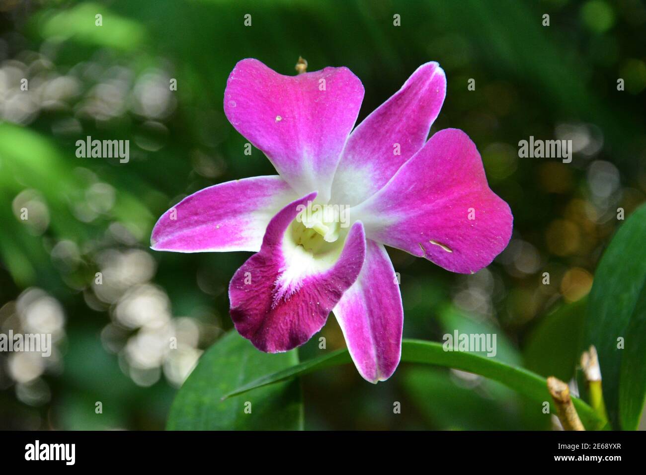 one pink phalaenopsis blossoms with white stamens in the garden Stock Photo