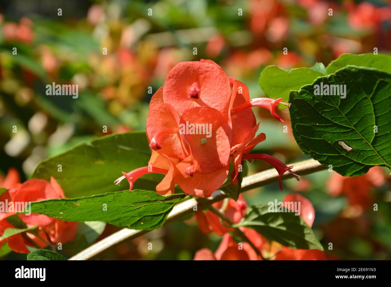 red holmskioldia sanguinea blossoms in sunny day in the garden Stock Photo
